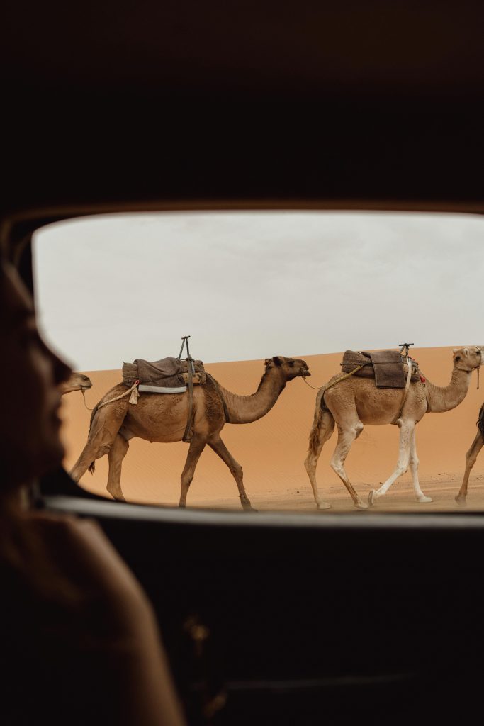 View of camels in the Merzouga desert through a car window, capturing the essence of Moroccan adventure.